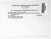 Melampsorella elatina image